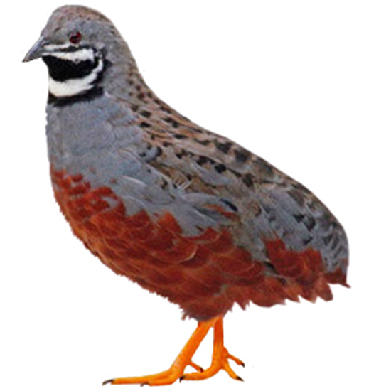 King Quail